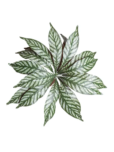 Ms32 0038 Trop K Yaprak 45 Cm