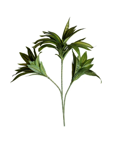 Ms32 0041 Dracaena 40 Cm