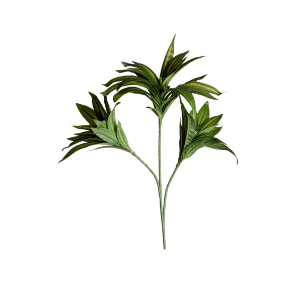 Ms32 0041 Dracaena 40 Cm