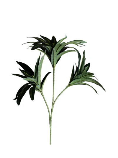 Ms32 0042 Dracaena 40 Cm