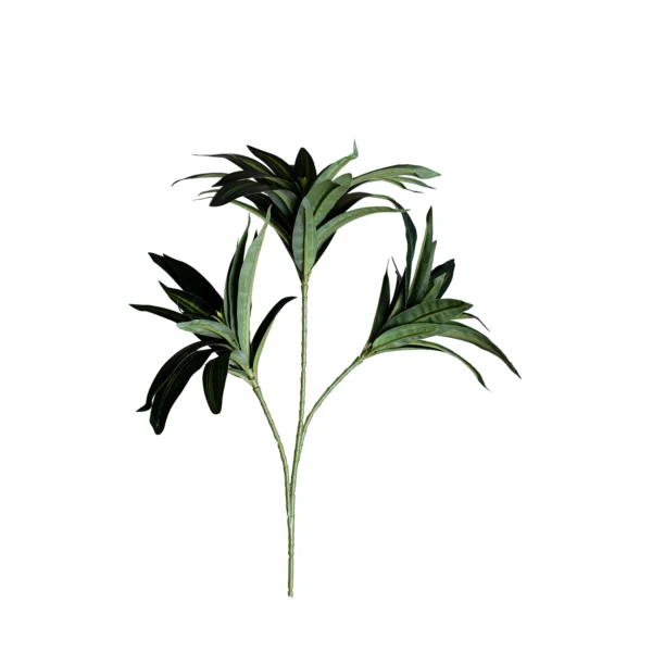 Ms32 0042 Dracaena 40 Cm