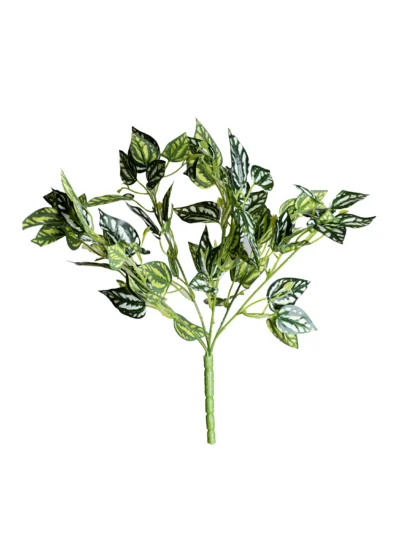 Ms32 0045 Peperomia 40 Cm