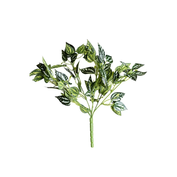 Ms32 0045 Peperomia 40 Cm